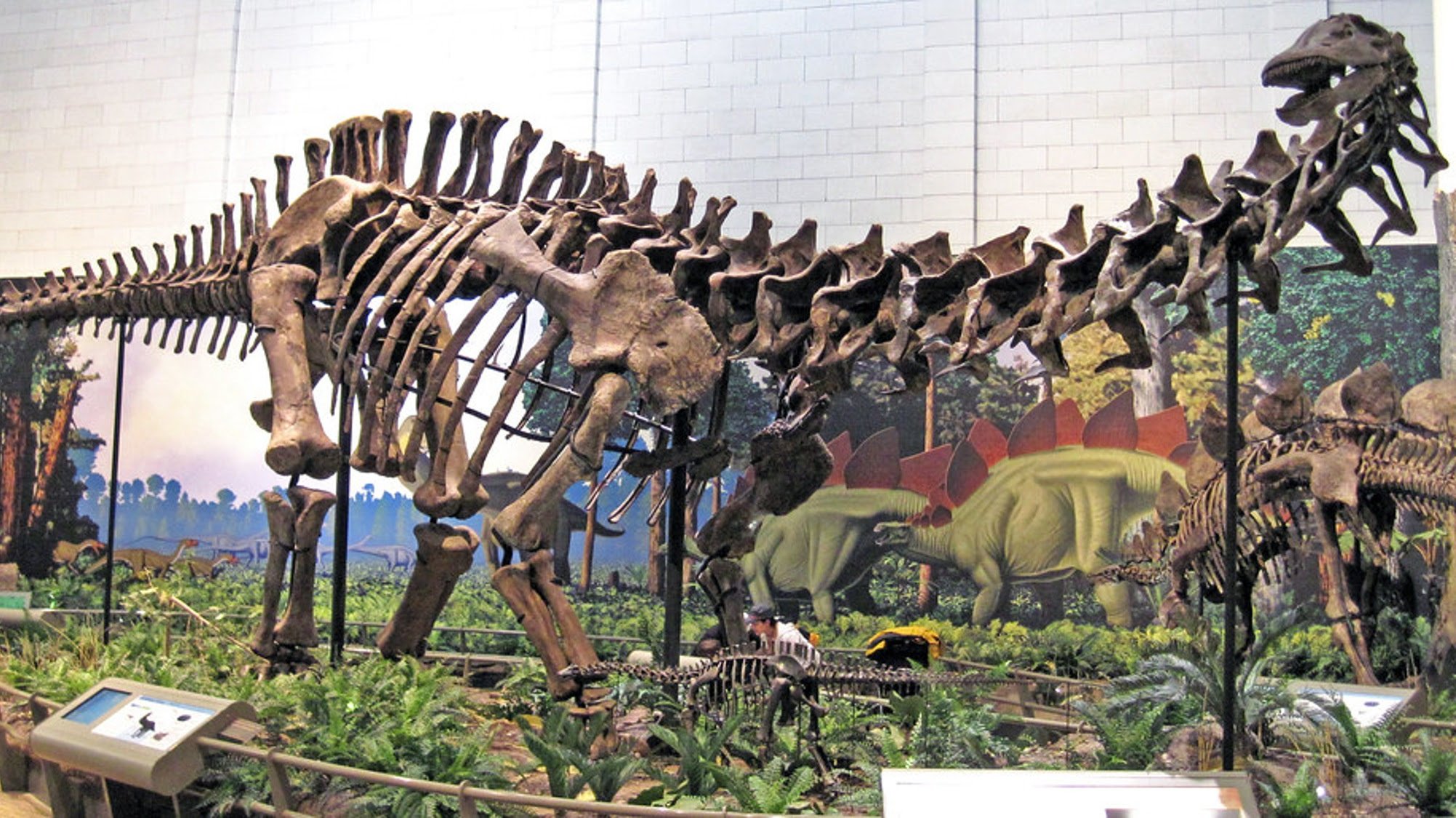 A museum mount of a large sauropod dinosaur.